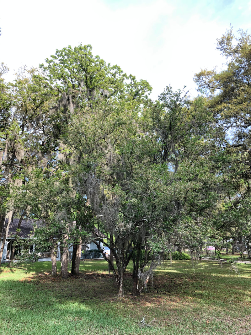 Sparkleberry (Vaccinium arboreum)